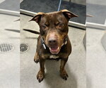 JACK - Male Labrador Retriever Dog for Adoption - Small photo