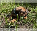 Small Photo #6 Rhodesian Ridgeback Puppy For Sale in DIVIDE, CO, USA
