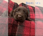 Small Photo #5 Labrador Retriever Puppy For Sale in ESCONDIDO, CA, USA