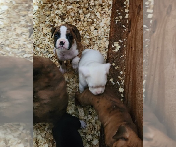 Medium Photo #7 Boxer Puppy For Sale in STAFFORD SPRINGS, CT, USA