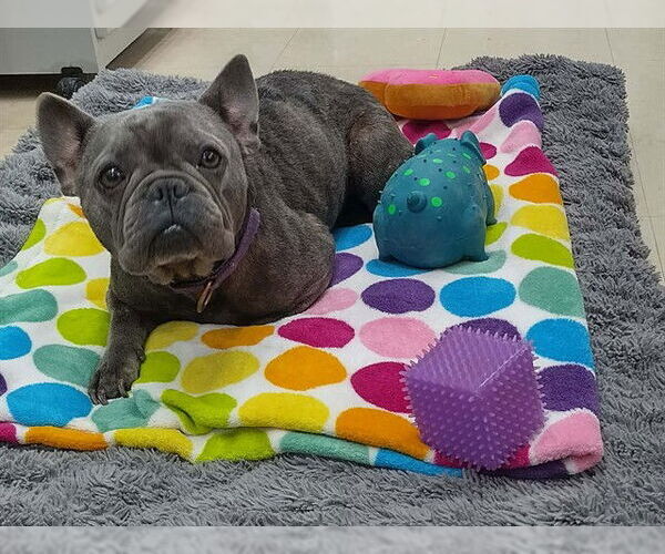 Medium Photo #1 French Bulldog-Unknown Mix Puppy For Sale in McKinleyville, CA, USA