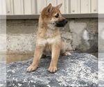 Small Photo #3 Shiba Inu Puppy For Sale in CANOGA, NY, USA
