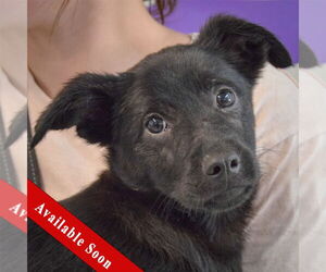 German Shepherd Dog-Unknown Mix Dogs for adoption in Huntley, IL, USA