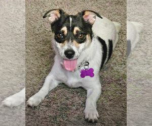 Chihuahua-Unknown Mix Dogs for adoption in Corona, CA, USA