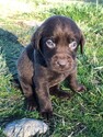 Small Photo #6 Labrador Retriever Puppy For Sale in EATONVILLE, WA, USA