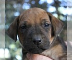 Small Photo #2 Rhodesian Ridgeback Puppy For Sale in ROCHESTER, WA, USA