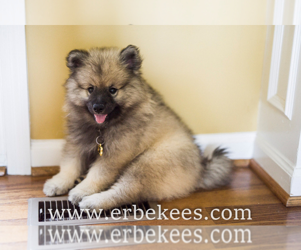 Medium Photo #42 Keeshond Puppy For Sale in FAYETTEVILLE, TN, USA