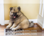 Small Photo #42 Keeshond Puppy For Sale in FAYETTEVILLE, TN, USA