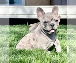 Small Photo #1 French Bulldog Puppy For Sale in PUEBLO, CO, USA