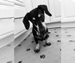 Small #1 Dachshund