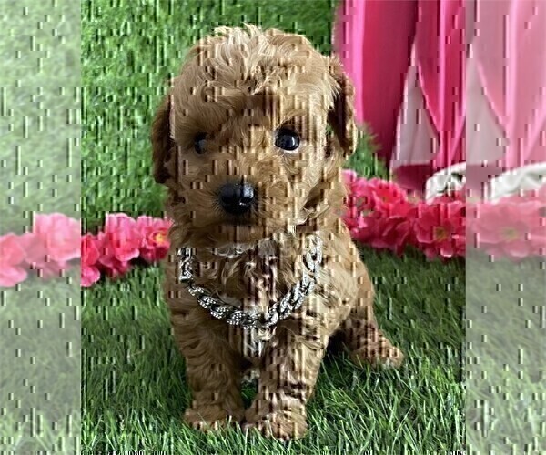 Medium Photo #15 Poodle (Toy) Puppy For Sale in ALEXANDRIA, VA, USA