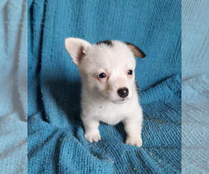 Pembroke Welsh Corgi Puppy for sale in SPOTSYLVANIA, VA, USA