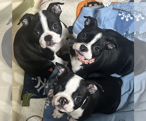Medium Photo #1 Boston Terrier Puppy For Sale in FLINT, MI, USA