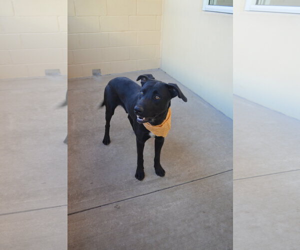 Medium Photo #2 Labrador Retriever-Unknown Mix Puppy For Sale in McKinney, TX, USA
