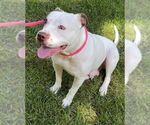 Small #15 American Staffordshire Terrier Mix