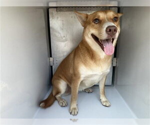 Siberian Husky-Unknown Mix Dogs for adoption in Houston, TX, USA