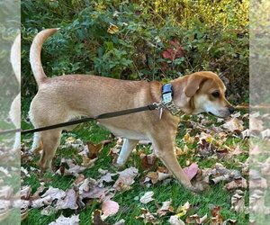 Bella (AL) - Female Beagle-Unknown Mix Dog for Adoption - Photo #2