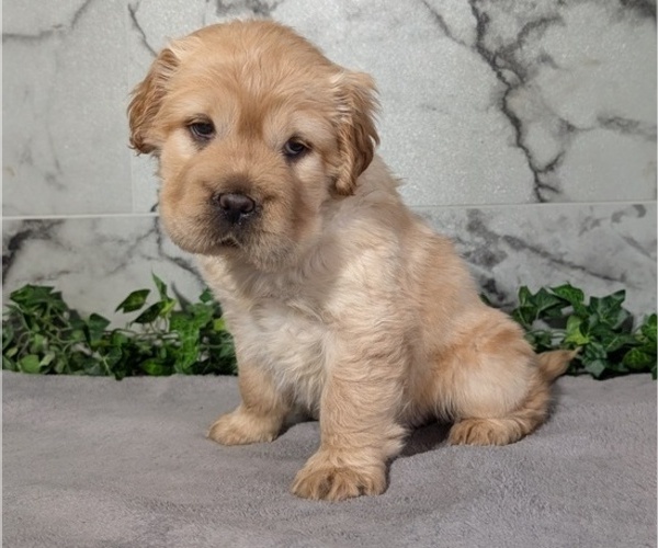Medium Photo #7 Cocker-Pei Puppy For Sale in GOSHEN, IN, USA