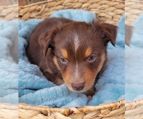 Medium Photo #1 Australian Shepherd Puppy For Sale in DOWELLTOWN, TN, USA