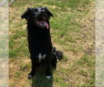 Small #3 Australian Shepherd