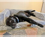 Small #6 Labrador Retriever Mix