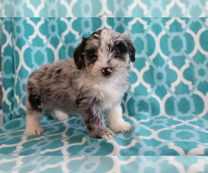 Aussie-Poo Puppy for sale in SHILOH, OH, USA