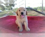 Small Photo #1 Golden Retriever Puppy For Sale in LA RUSSELL, MO, USA