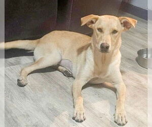 Labrador Retriever-Unknown Mix Dogs for adoption in Genesee, WI, USA
