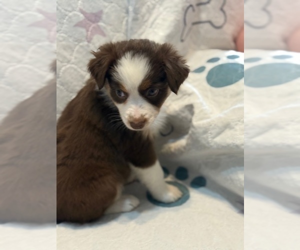 Medium Photo #1 Australian Shepherd Puppy For Sale in WEBSTER, FL, USA