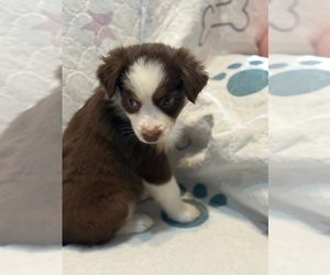 Australian Shepherd Puppy for sale in WEBSTER, FL, USA