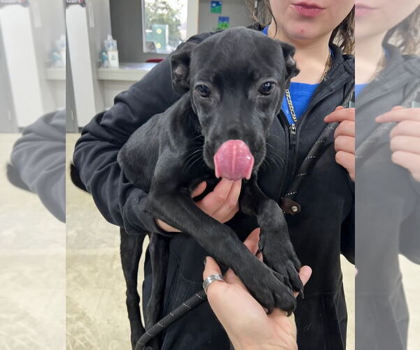 Medium Photo #2 American Staffordshire Terrier-Unknown Mix Puppy For Sale in Pierceton , IN, USA