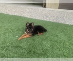 Small #3 German Shepherd Dog
