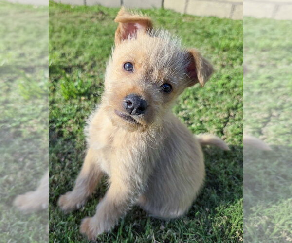 Medium Photo #3 Mutt Puppy For Sale in Corona, CA, USA