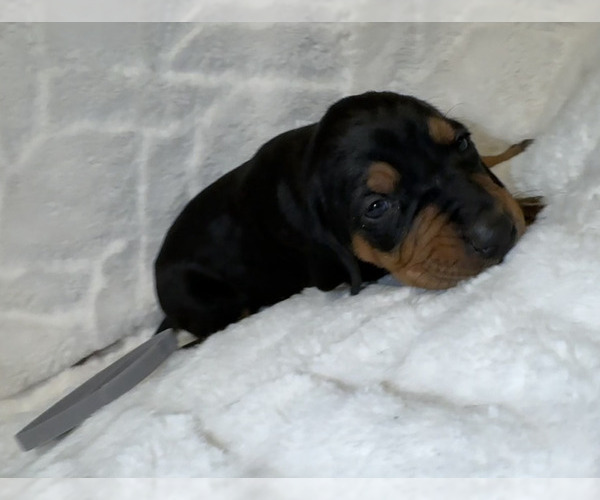Medium Photo #33 Black and Tan Coonhound-Bluetick Coonhound Mix Puppy For Sale in OAK HILLS, CA, USA