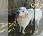 Small #8 Great Pyrenees