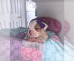 Puppy 2 English Bulldog