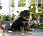 Small #2 Shorkie Tzu
