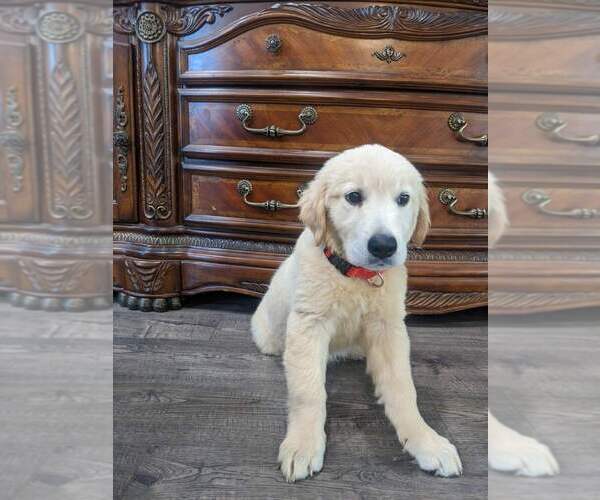 Medium Photo #11 Golden Retriever Puppy For Sale in CITRUS HEIGHTS, CA, USA