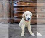 Small #10 Golden Retriever