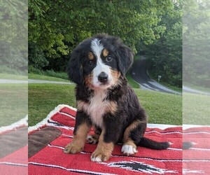 Bernese Mountain Dog Puppy for sale in FREDERICKSBG, OH, USA