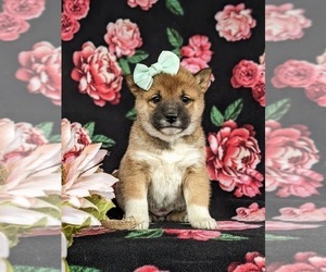 Shiba Inu Puppy for sale in PEACH BOTTOM, PA, USA