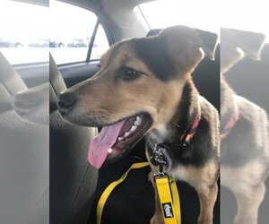 Eddie aka Jack - Male Mutt Dog for Adoption - Photo #2