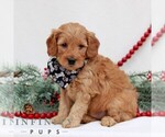 Small #3 Goldendoodle (Miniature)