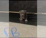 Small Photo #7 American Bully Puppy For Sale in WINDSOR, PA, USA