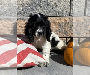 Cocker Spaniel Puppy for sale in SENECA FALLS, NY, USA