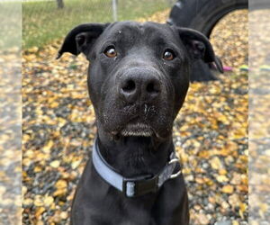 Medium American Pit Bull Terrier Mix