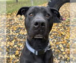 Small American Pit Bull Terrier Mix