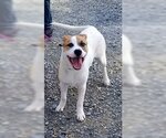 Small Mutt