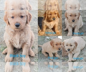 Golden Retriever Puppy for sale in WAKE FOREST, NC, USA