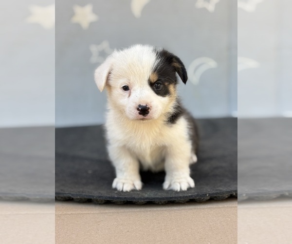 Medium Photo #6 Pembroke Welsh Corgi Puppy For Sale in OROVILLE, CA, USA